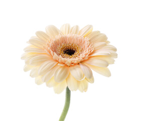 Wall Mural - One beautiful tender gerbera flower isolated on white