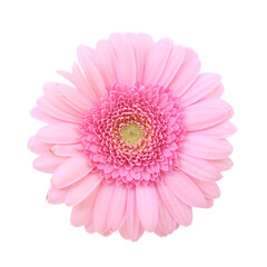 Wall Mural - One beautiful pink gerbera flower isolated on white, top view