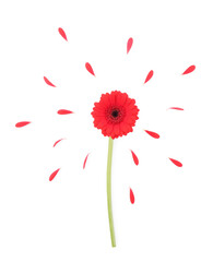Wall Mural - Beautiful red gerbera flower and petals isolated on white, top view