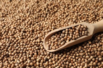 Wall Mural - Dried coriander seeds and wooden scoop, closeup. Space for text