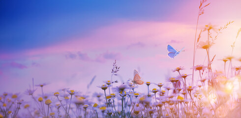 Aufkleber - art summer floral nature background;  sunset over meadow
