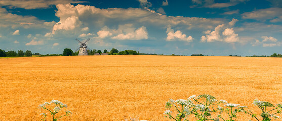 Countryside agricultural landscape with field of ripening wheat and old windmill on horizon and wild flower as foreground, concept of bliss summer vacation at summer day with cumulus clouds