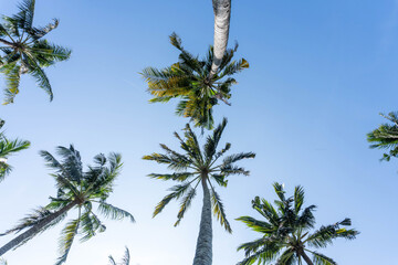 Tropical palm trees viewed from below with sunlight on blue sky. Coconut palm trees