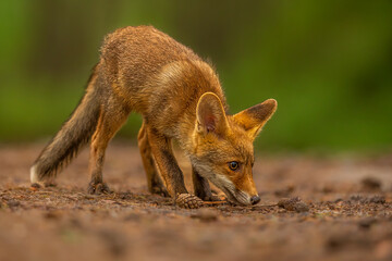 Canvas Print - puppy red fox (Vulpes vulpes) in the forest up close