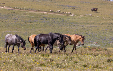 Wall Mural - Wild Horses in Summer in the Pryor Mountains Montana