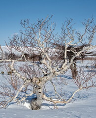 Wall Mural - Russia. Far East, Iturup Island. The bizarre clumsiness of the stone birch, which lives only in Kamchatka and the Kuril Islands, is formed due to constant winds from the Pacific Ocean.