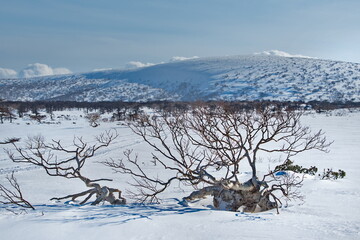 Canvas Print - Russia. Far East, Iturup Island. The bizarre clumsiness of the stone birch, which lives only in Kamchatka and the Kuril Islands, is formed due to constant winds from the Pacific Ocean.