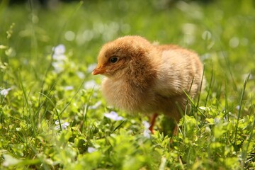 Poster - Cute chick on green grass outdoors, closeup. Baby animal