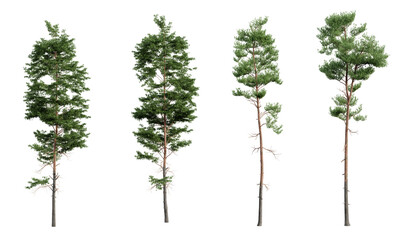 Poster - set of various pine trees isolated on transparent background. 3d render.