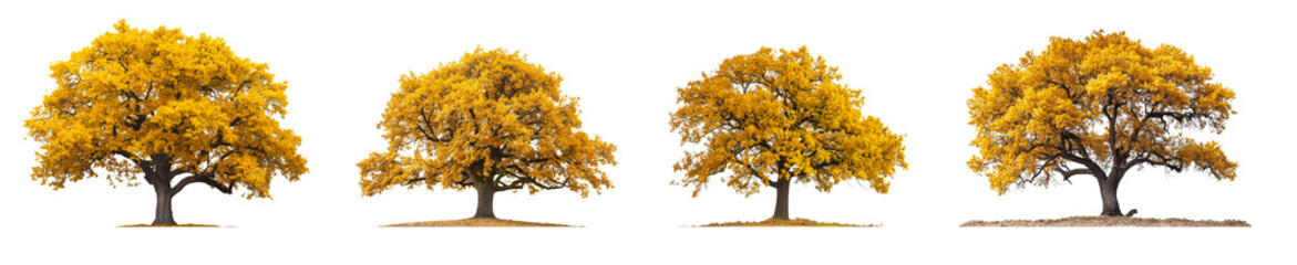 Wall Mural - yellow oak trees collection isolated transparent or white background, 3d rendering