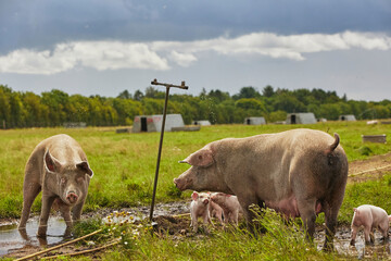 Wall Mural - Eco pig farm in the field in Denmark