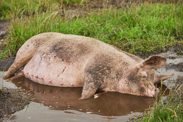 Wall Mural - Eco pig farm in the field in Denmark. Pregnant sow in a puddle