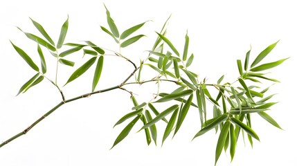 Wall Mural - Thick-stemmed bamboo branch with leaves on white background