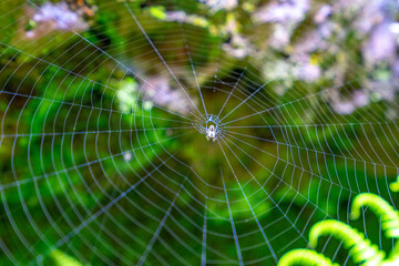 spider web with spider in the center under vegetation