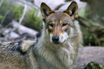  Wolf im Wald