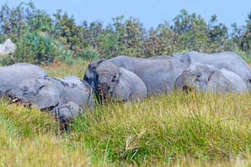 Wall Mural - Elephant Herd Wallowing in a Waterhole