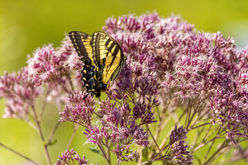 Wall Mural - The Eastern Yellow Swallowtail is  Butterfly native to eastern North America, state insect of Virginia.