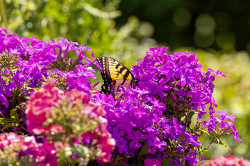 Canvas Print - The Eastern Yellow Swallowtail is  Butterfly native to eastern North America, state insect of Virginia.