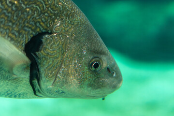 Wall Mural - Big fishe swimming in sea aquarium.