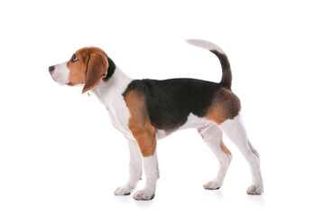 Wall Mural - Cute Beagle puppy on white background. Adorable pet
