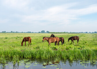 Canvas Print - horses in green spring meadow near canals in holland under blue sky