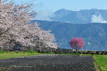 Wall Mural - Spring scenery in Japan. Background material for traveling in Japan. You can also enjoy the atmosphere after the cherry blossoms have fallen.
