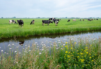 Poster - spotted black and white cows in green grassy dutch meadow near canal