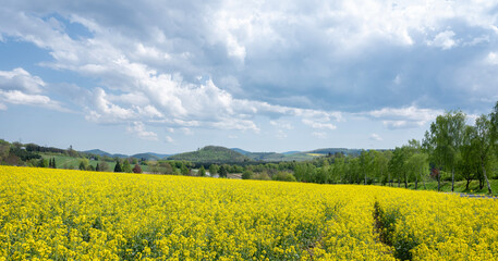 Poster - rapeseed field in german sauerland under cloudy sky in spring