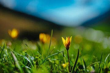 Poster - Wild tulips in mountains in springtime, abstract blurred background