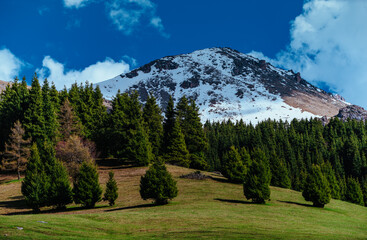 Wall Mural - High mountain with snow in spring, fir tree forest in front