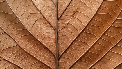 Wall Mural - texture of dry autumn leaf macro photo as organic nature background fall colors leaves texture close up with veins beauty of nature trend botanical design wallpaper environment pattern