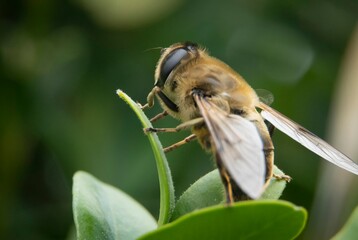 Wall Mural - macro photography of a honey bee collecting pollen form a plant