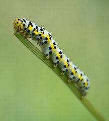 Canvas Print - macro photography of a small green caterpillar climbing a plant