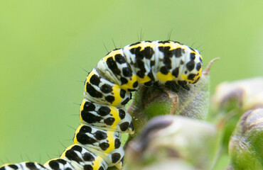 Wall Mural - macro photography of a small green caterpillar climbing a plant