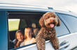 © Soloviova Liudmyla - Fluffy brown Maltipoo dog looking out from an open car window, with little girls sitting in the back seats during a car journey. Funny pets in a modern family concept.
