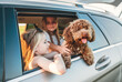 © Soloviova Liudmyla - Fluffy brown Maltipoo dog looking out from an open car window, with little girls sitting in the back seats during a car journey. Funny pets in a modern family concept.