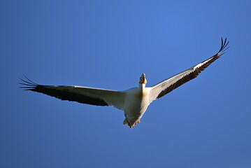 Wall Mural - Pelican flying in the sky