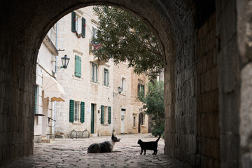 A Border Collie and a cat face off in a historic alley viewed through an ancient stone archway. This image beautifully captures a moment of interaction between two animals