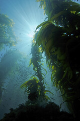 Wall Mural - Sun Rays Reflect Around a Giant Kelp Forest Near Avalon of Catalina Island in California