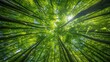 © tashechka - An upward view of a lush green forest with sunlight filtering through the dense canopy, creating a serene and refreshing natural scene.