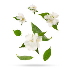 Wall Mural - Beautiful jasmine flowers with leaves in air on white background