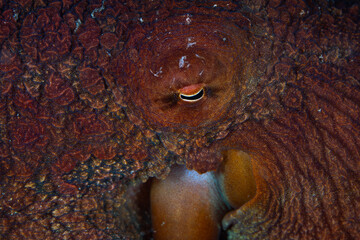 Wall Mural - Detail of the eye of a Reef octopus, Octopus cyanea, on a black sand slope near Alor, Indonesia. This common cephalopod can quickly change its color and texture to camouflage itself or communicate.
