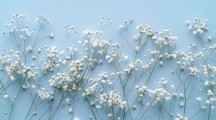 blue background with a variety of gypsophila flowers and leaves in floral arrangement