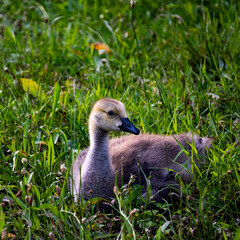 Wall Mural - close up of a goose