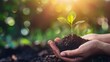 © Bijac - nurturing hand holding small plant seedling business growth success concept photography