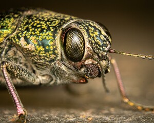 close up of a bug