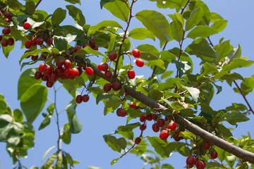 Wall Mural - Ripe Autumn Olive Berries (Elaeagnus Umbellata) growing on a branch . oleaster