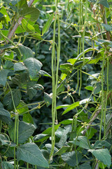 Wall Mural - Cowpea plants in growth at vegetable garden