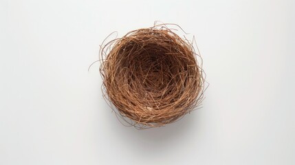 Carolina wren bird nest on white background viewed from above