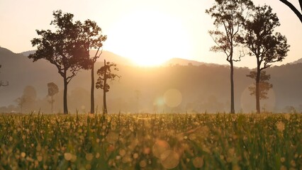 Wall Mural - Golden sunshine sky tropical tree fields in sunny morning. Silhouette tree gold dawn mountain in spring season. Sustainable scenic meadow misty fog forest in countryside. Amazing landscape greenery